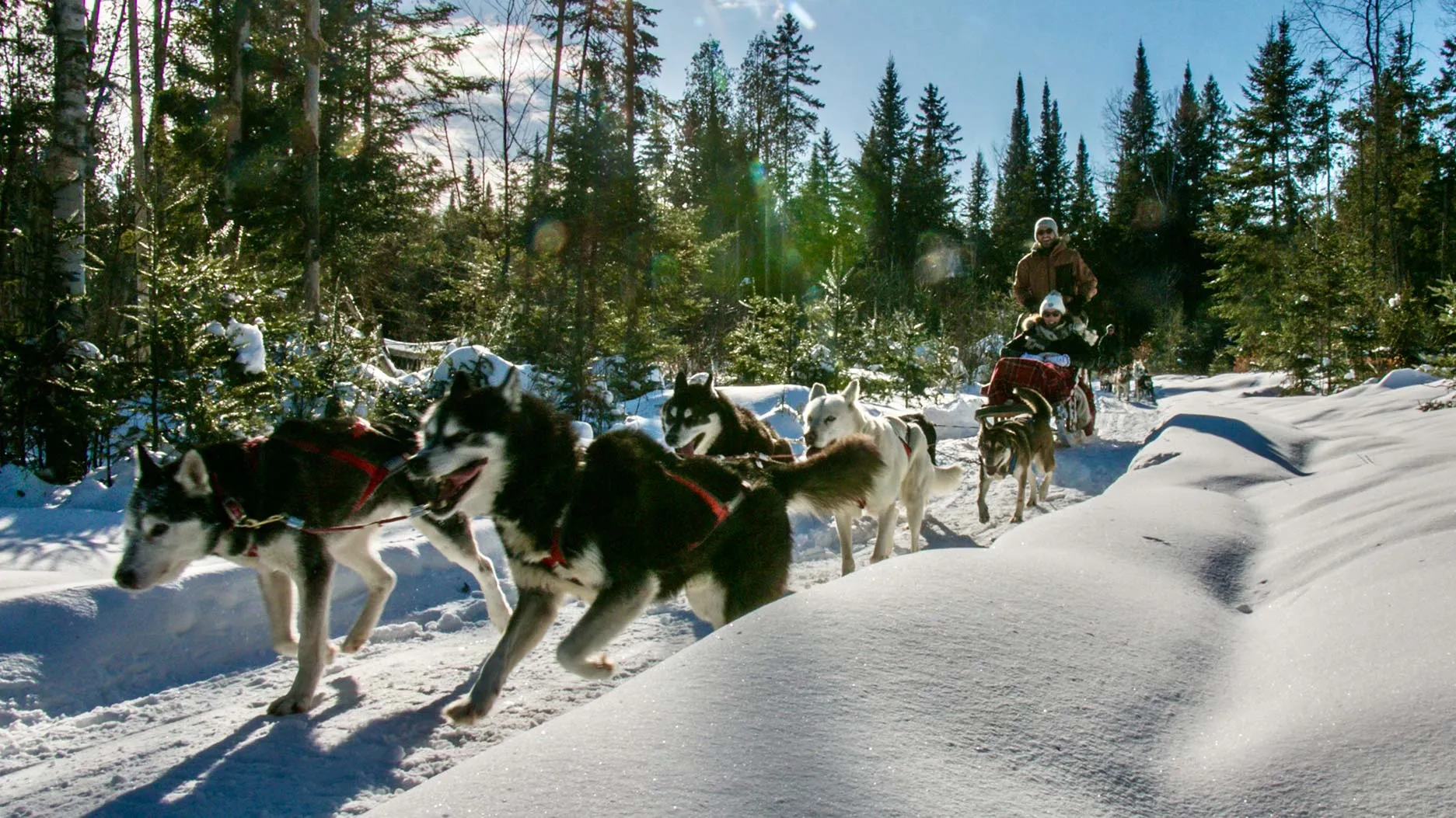 Faire une balade en chien de traîneau au Canada