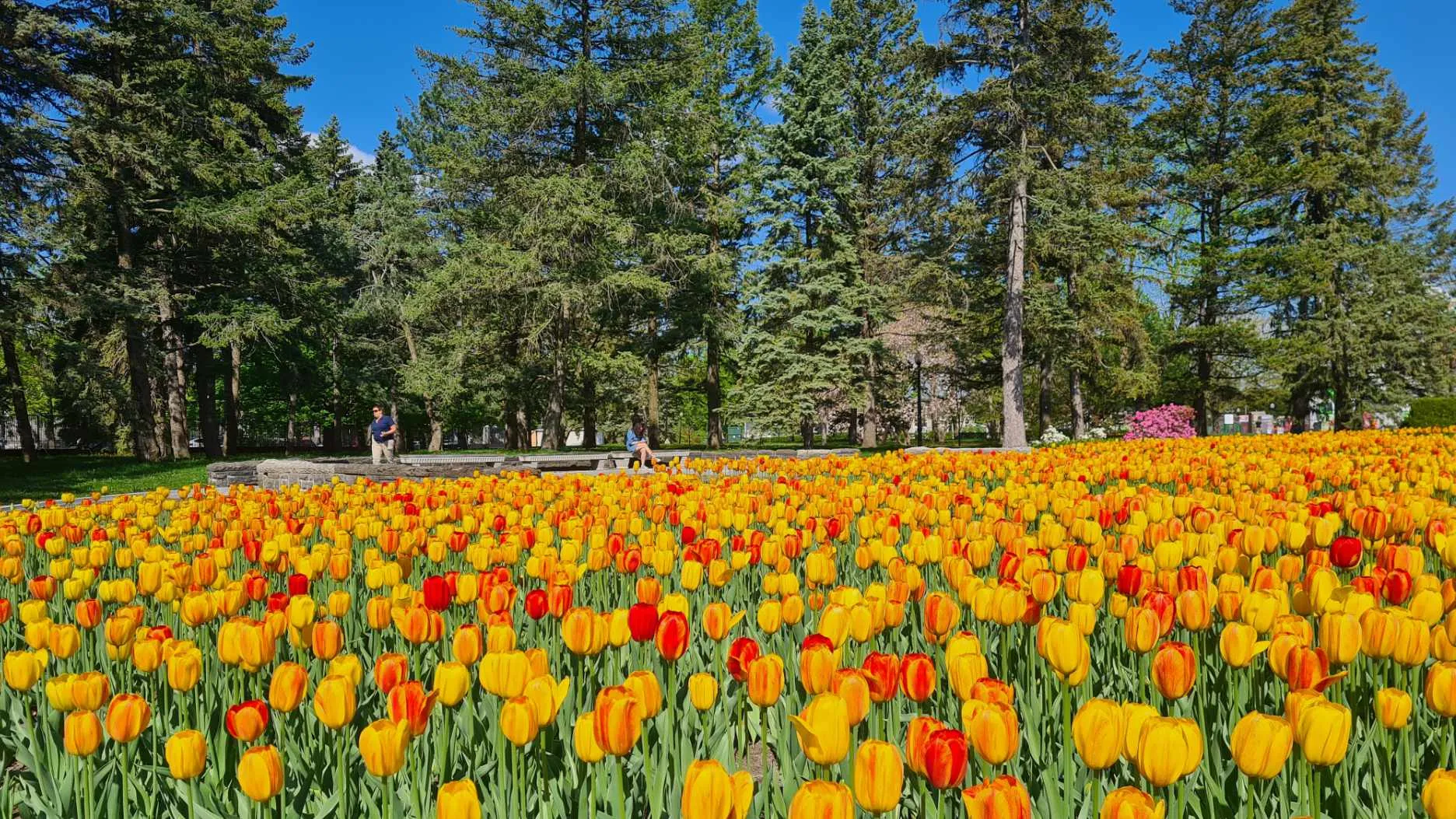 Visiter le Jardin Botanique à Montréal