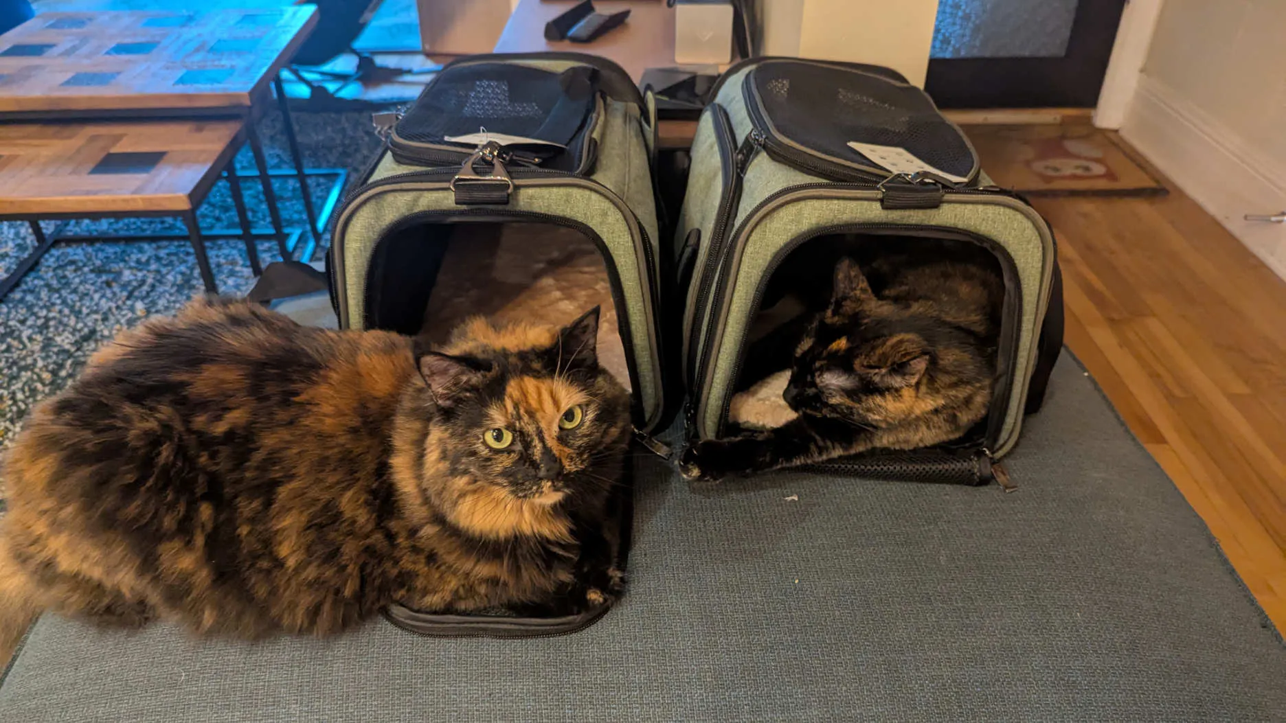 Voyager avec un chat entre le Québec et la France : les démarches