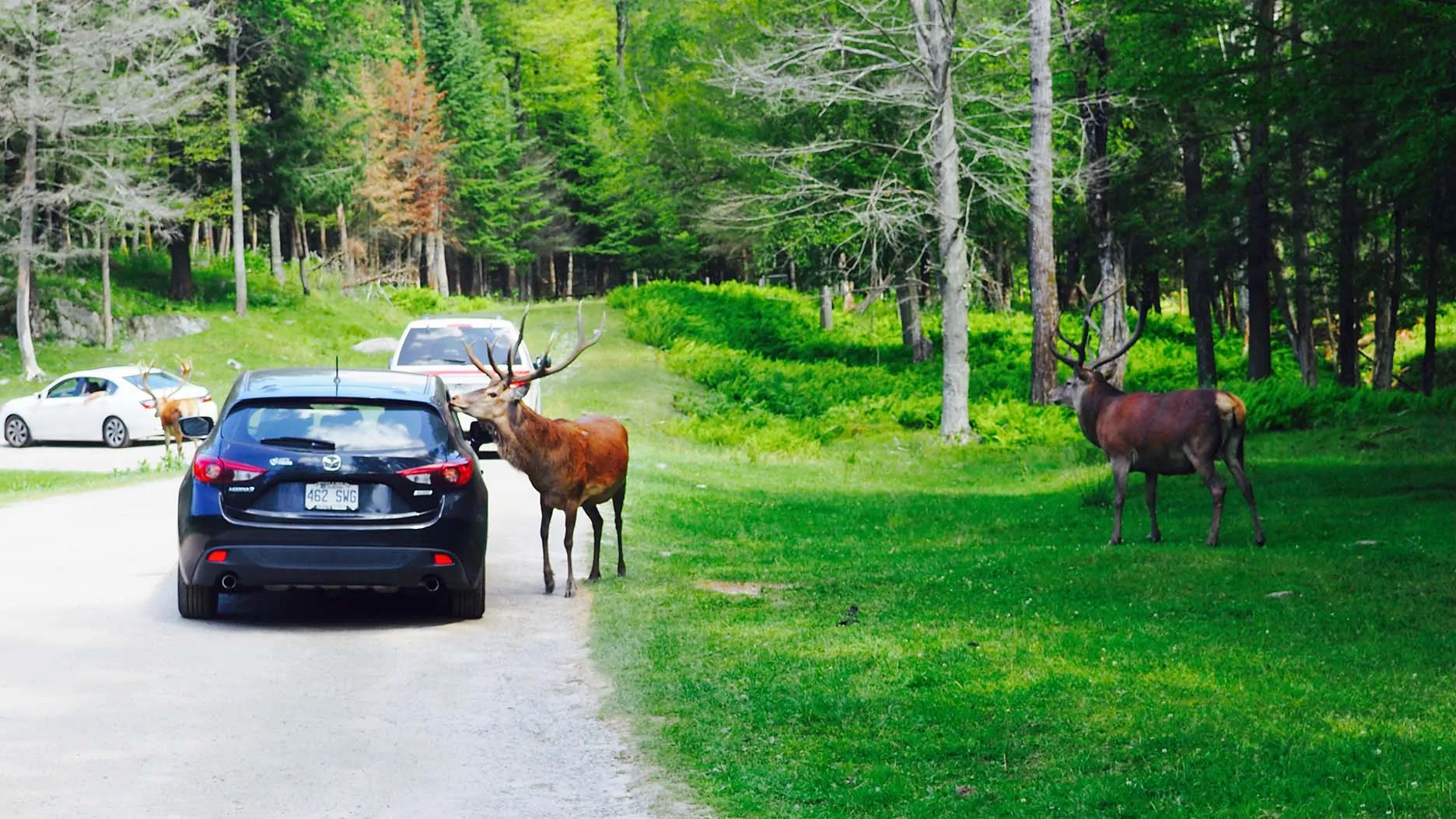 Le Parc Omega : un incontournable du Québec